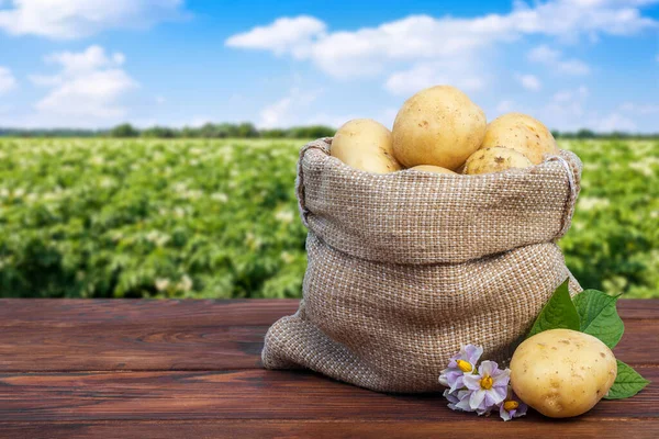 Young Potatoes Burlap Sack Flowers Wooden Table Blooming Agricultural Field — ストック写真