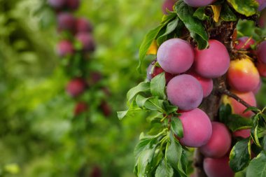 ripe cherry plums hanging on branch in garden with green blurred background