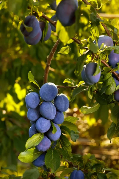 Branch Ripe Blue Plums Garden Sunshine — Zdjęcie stockowe