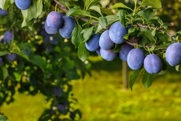 branch of ripe blue plums in garden with sunshine