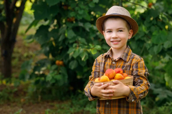 Portrait Smiling Child Boy Holding Basket Apricots Garden — Stok fotoğraf
