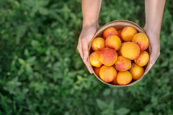Top View Basket Apricots Female Hands Outdoors — Stok fotoğraf