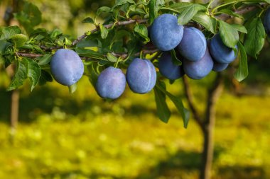 branch of ripe blue plums in garden with sunshine