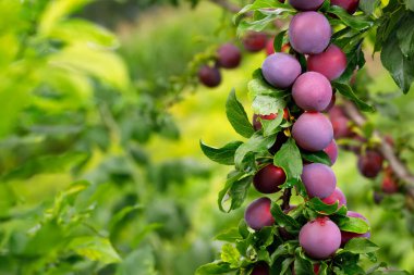 ripe cherry plums hanging on branch in garden with green blurred background