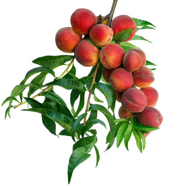 Red Peaches Branch Isolated White Background — Stockfoto