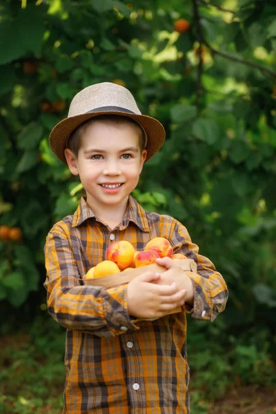 Smiling Child Boy Holding Basket Apricots Garden — Stok fotoğraf