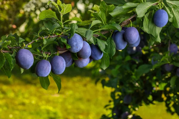 branch of ripe blue plums in garden with sunshine