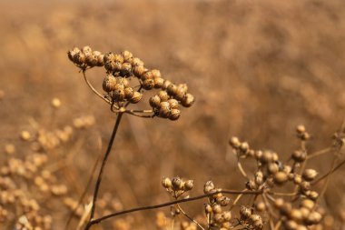 closeup ripe head of coriander plants on field ready to harvest