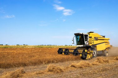 yellow combine harvester cutting coriander plants on agriculture field