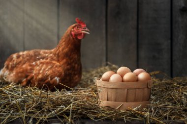 basket of eggs with red chicken in dry straw inside a wooden henhouse with sunshine on the background