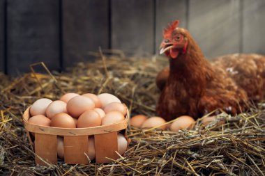 box of eggs with red chicken in dry straw inside a wooden henhouse with sunshine on the background