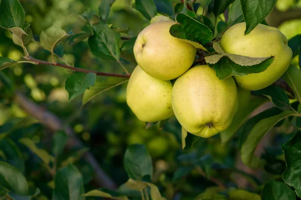 Dojrzałe Zielone Jabłka Gałęzi Ogrodzie Gotowe Zbioru — Zdjęcie stockowe