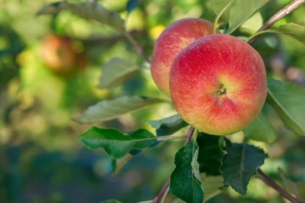 Dojrzałe Czerwone Jabłka Gałęzi Ogrodzie Gotowe Zbioru — Zdjęcie stockowe