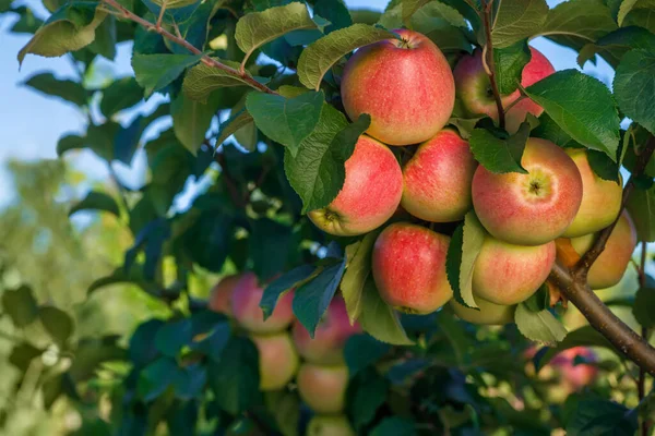 Dojrzałe Czerwone Jabłka Gałęzi Ogrodzie Gotowe Zbioru Błękitnym Niebem Tle — Zdjęcie stockowe