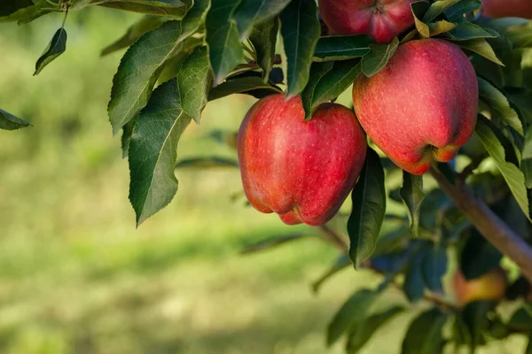 Duże Czerwone Jabłka Gałęzi Ogrodzie Gotowe Zbioru Zielonym Nieostrym Tle — Zdjęcie stockowe