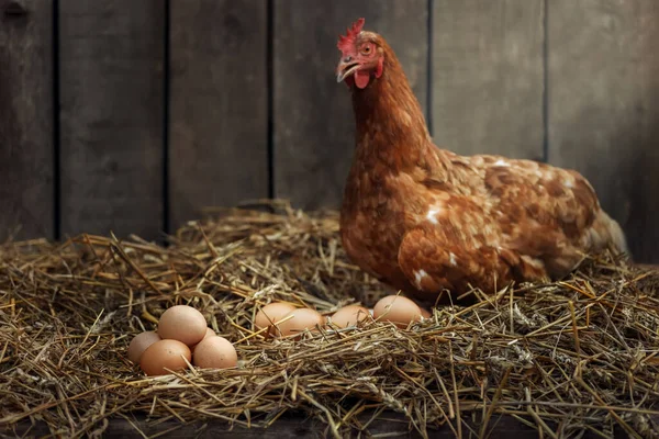 Montón Huevos Con Pollo Rojo Paja Seca Dentro Gallinero Madera — Foto de Stock