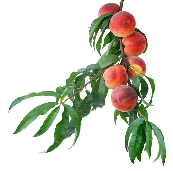 Bunch Ripe Peaches Branch Leaves Isolated White Background — Stock Photo, Image