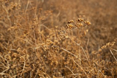 Kahverengi kuru kişniş bitkileri hasat etmeye hazır.