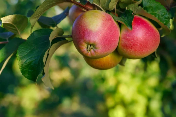 Zbliżenie Dojrzałe Czerwone Jabłka Gałęzi Ogrodzie Gotowy Zbioru Zielonym Nieostrym — Zdjęcie stockowe