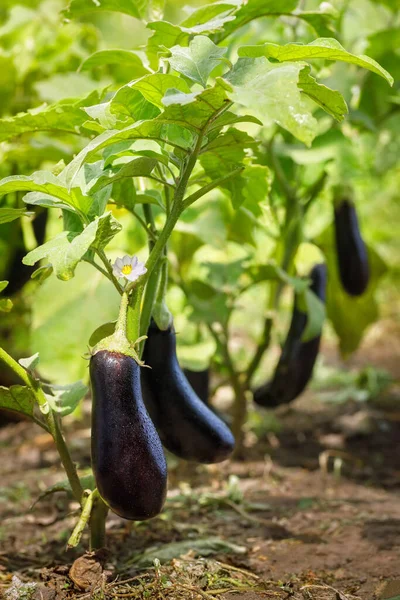 Ripe Purple Eggplants Growing Bush Vegetable Garden Agriculture Farming Concept — Photo