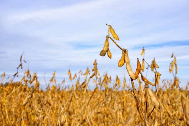 Tarladaki soya fasulyesi kabukları hasat için hazır ve arka plan olarak gökyüzü. Seçici odaklı fotoğraf ve kopyalama alanı