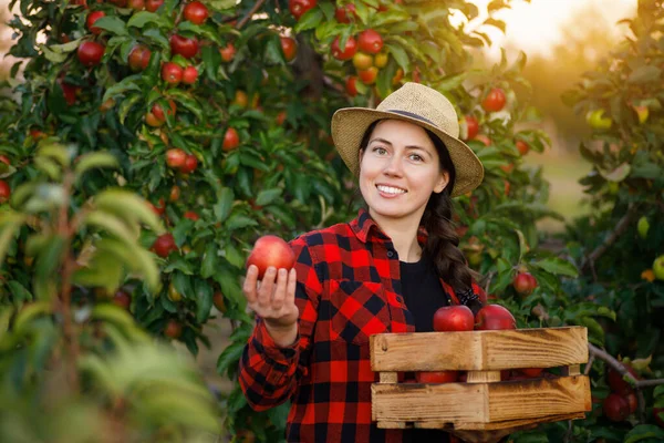 Giardiniere Donna Sorridente Con Scatola Mele Rosse Nel Frutteto Tramonto — Foto Stock