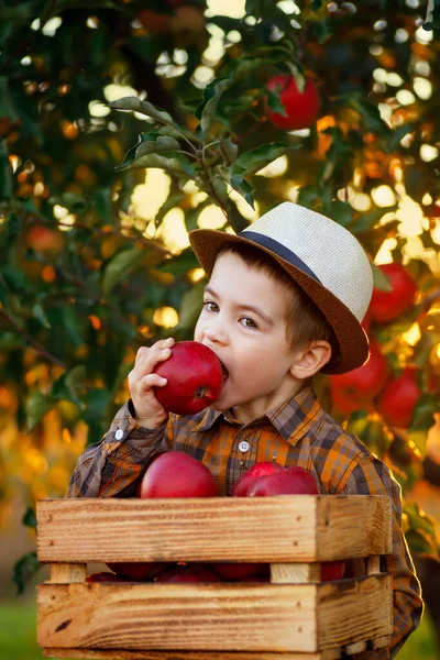 Çocuk Büyük Kırmızı Elma Yiyor Arka Planda Meyve Dolu Bir — Stok fotoğraf