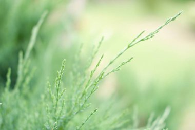 Açık yeşil arka plan, çayır, çimen, bitki, yaz ya da bahar, kapat