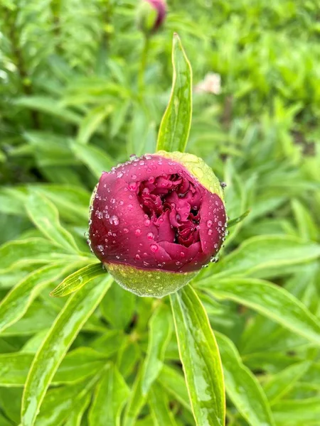 Brote Peonía Roja Después Lluvia Con Pequeñas Gotas Jardín Macro — Foto de Stock