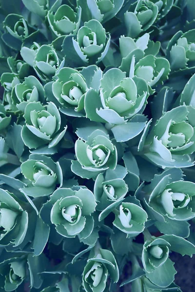 Bahar bahçesinde mavi sulu, düz bir döşeme. Doğal bir arka plan oluştur. Sedum telephium.