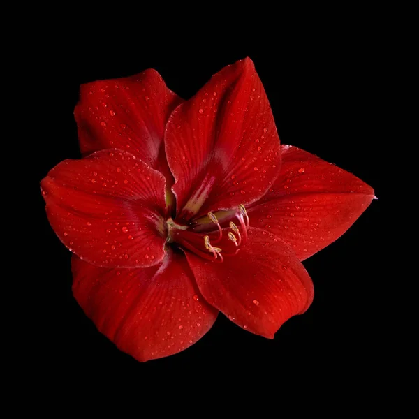 Kırmızı çiçek Amaryllis ve su damlaları siyah arkaplanda izole edilmiş..