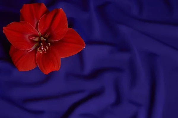 Koyu mavi kumaş zemin üzerinde kırmızı çiçek Amaryllis. Tasarım için. Boşluğu kopyala.