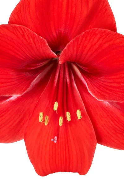 kırmızı çiçek aryllis beyaz arkaplanda izole.