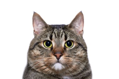 Beyaz arka planda yeşil gözlü yetişkin gri tekir kedisi.