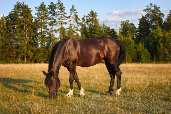 A dark brown horse grazing in the field in summer evening.