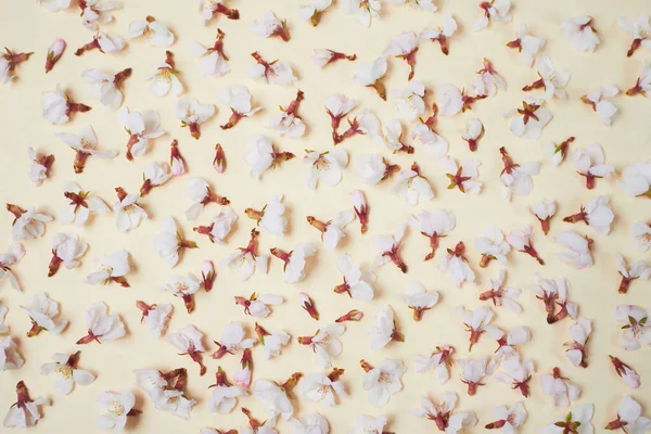 Cherry blossoms on beige background. Spring concept.