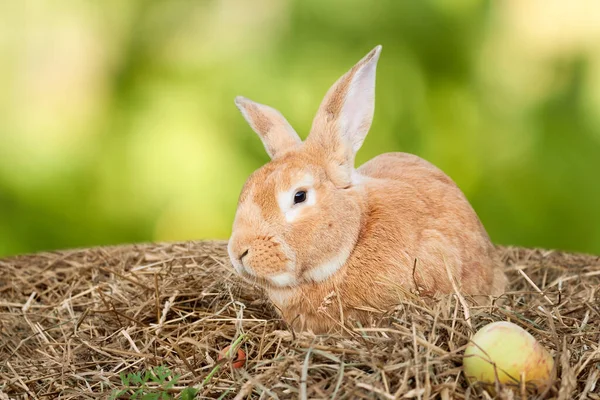Coniglio rosso su fieno secco con mela e carota su fondo verde sfocato. — Foto Stock