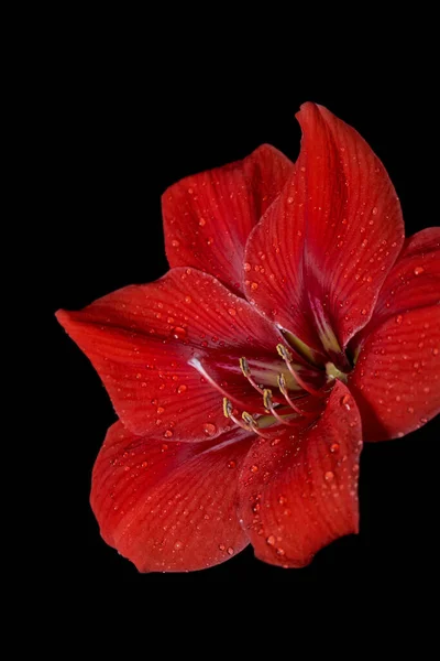 Kırmızı çiçek Amaryllis ve su damlaları siyah arkaplanda izole edilmiş.. 