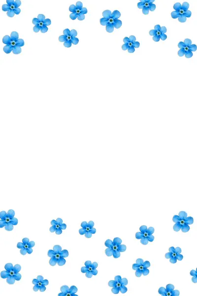 Små blå blommor isolerad på vit bakgrund. — Stockfoto