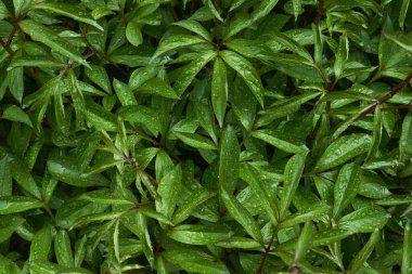 Yağmur damlalı yeşil yaprakların bahar ya da yaz arkaplanı