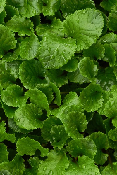 Yağmur damlalı yeşil yaprakların bahar ya da yaz arkaplanı