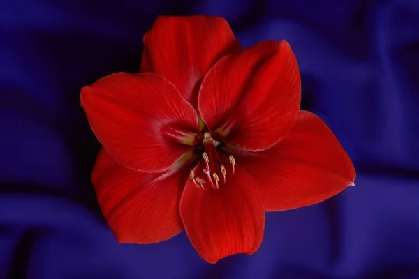 Koyu mavi kumaş zemin üzerinde kırmızı çiçek Amaryllis.