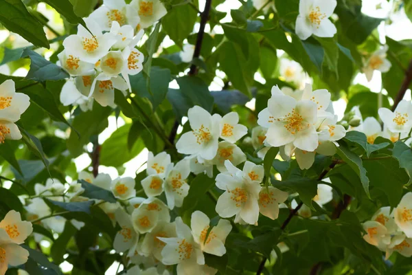 Branches de jasmin fleuries avec des fleurs blanches. Concentration sélective. — Photo