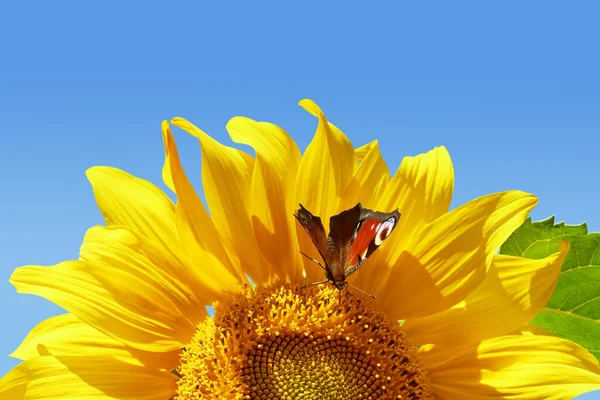 Павлин бабочка сидит на желтом подсолнухе против голубого неба в летний день. — стоковое фото