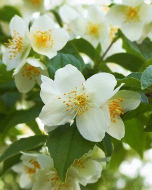 Çiçekli yasemin dalları beyaz çiçeklerle. Seçici odak.