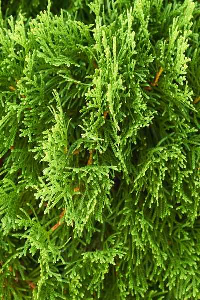 Taze yeşil Thuja dallarına yakın çekim. Bitmeyen yeşil kozalaklı ağaçtan doğal arkaplan.