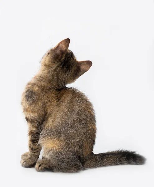 Симпатичная Кошка Стороны Сзади Изолирована Белом Фоне — стоковое фото