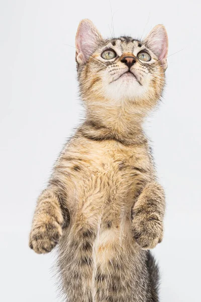 Симпатичная Кошка Стороны Сзади Изолирована Белом Фоне — стоковое фото