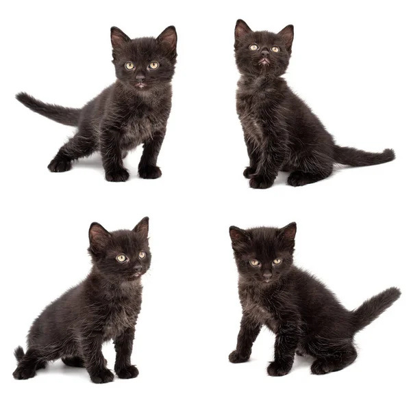 Collection Little Black Kitten White Background — стоковое фото