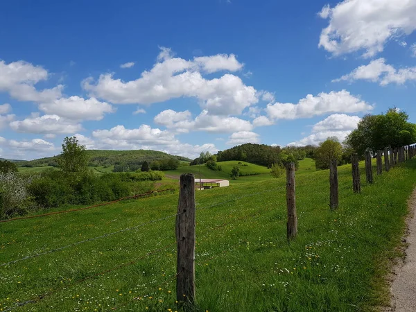 Arbres Tres Feuillus Vert Sous Ciel Bleu Sans Nuages Árboles — Foto de Stock